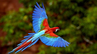 blue and red parrot, macaws, birds, animals, nature HD wallpaper