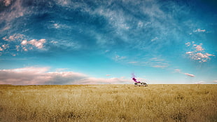 brown grass field under cloudy sky during daytime