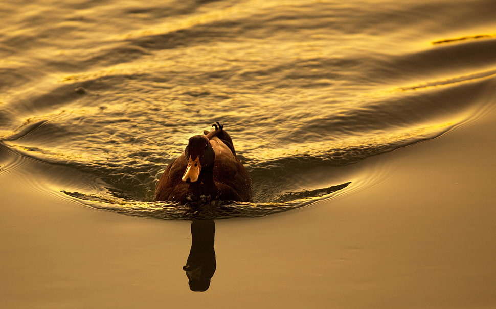 time lapse photo of brown duck on body of water during daytime HD wallpaper