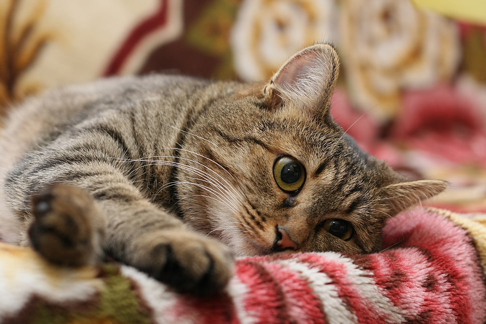 brown tabby cat on top of red textile HD wallpaper