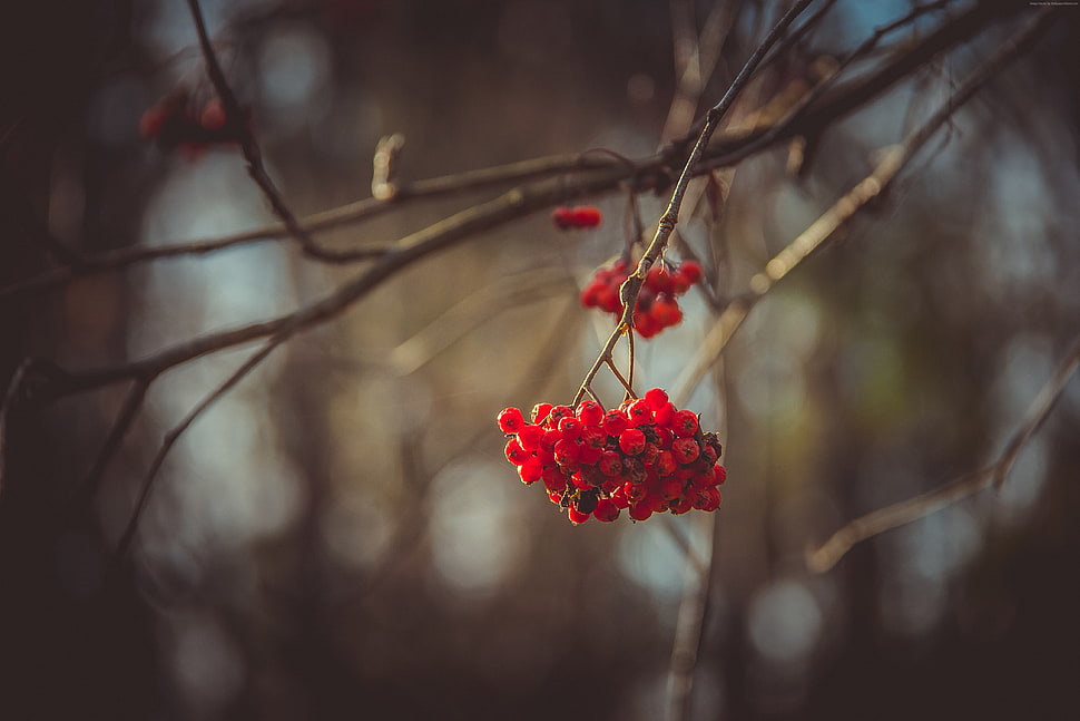 shallow focus photography of red berry HD wallpaper