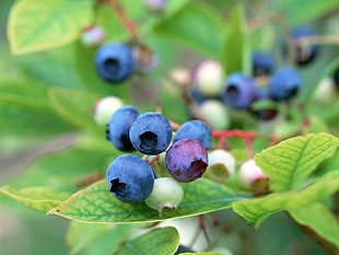 selective focus photography blueberries on green leaf plant