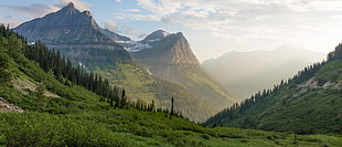 green leaf tree, glaciers, national park, Montana, USA