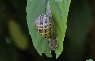 brown garden snail