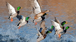flock of Mallard duck HD wallpaper