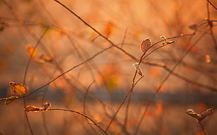 shallow focus photography of brown leaves