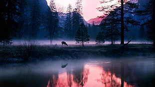 brown doe, nature, sky, deer, animals