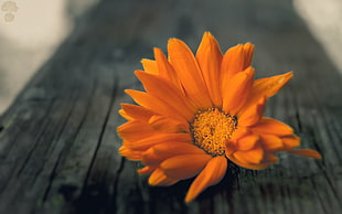 orange petaled flower, flowers, wood HD wallpaper
