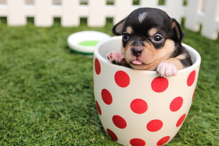 black and tan smooth Chihuahua puppy on teacup HD wallpaper