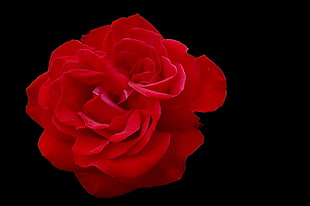 red Rose HD wallpaper