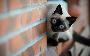 Siamese cat