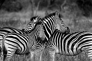 herd of Zebra animals grayscale photography HD wallpaper