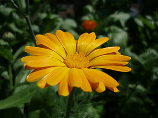 yellow flower in focus photography