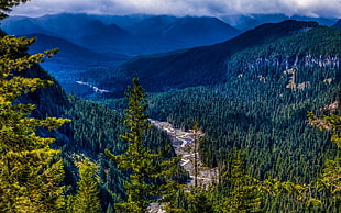 green forest, photography, nature, landscape, mountains