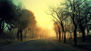 grey concrete road, road, trees, sunlight, lantern HD wallpaper
