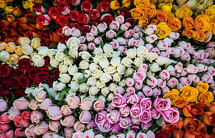 assorted color flowers