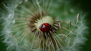 dandelion flower and lady bug HD wallpaper