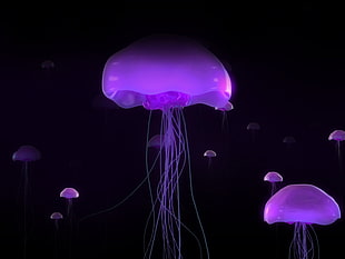 purple jelly fish lot, Medusa, jellyfish HD wallpaper