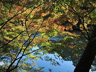 green leaf tree