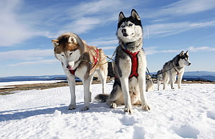 Three Siberian Huskies on snow field HD wallpaper