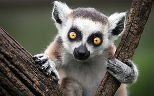photography of Ring-tailed Lemur in between tree branch HD wallpaper
