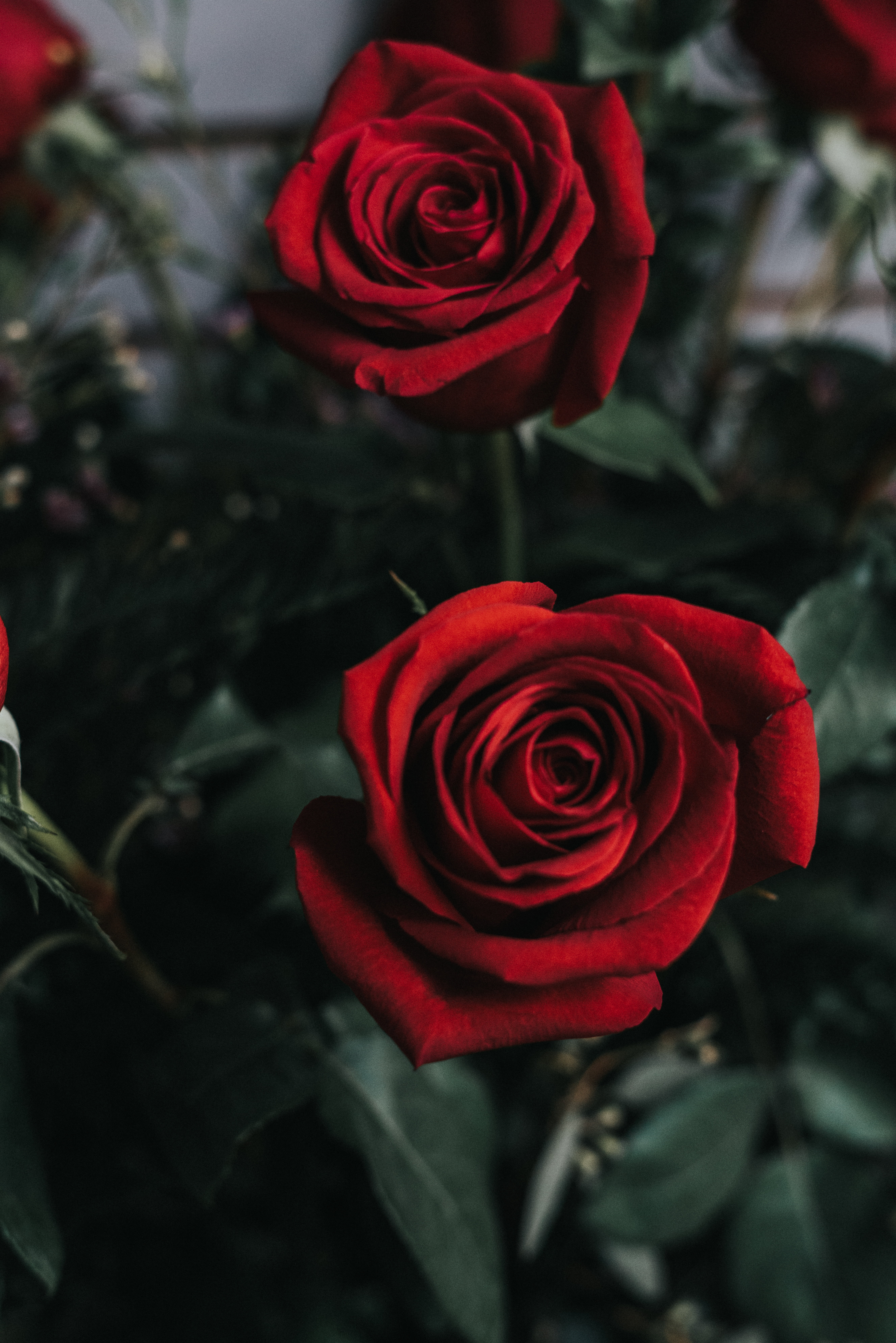 Hoa hồng đỏ luôn là biểu tượng tuyệt vời cho tình yêu và sự trân quý. Hãy xem hình ảnh hoa hồng đỏ để cảm nhận sự đẹp đẽ và quý giá của chúng. Không gì thể hiện tình cảm chân thành hơn một bó hoa hồng đỏ tươi thắm. Hãy để hình ảnh hoa hồng đỏ thôi thúc cảm xúc và lái đến một hành trình tuyệt vời của tình yêu.