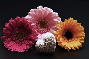 three Gerbera Daisies and white heart rosette decor HD wallpaper