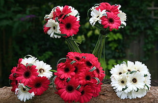 five bouquets of daisy flowers HD wallpaper