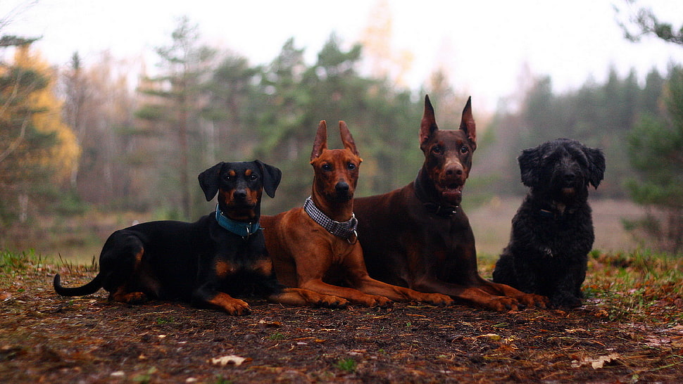 three adult Doberman Pinscher and black short-coated dog sitting on ground near trees during daytime HD wallpaper