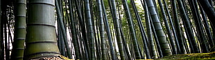 green trees in forest during daytime