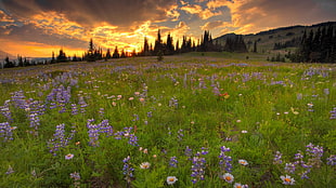 bed of flowers photo during golden hour HD wallpaper