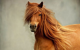 shallow focus photography of brown horse