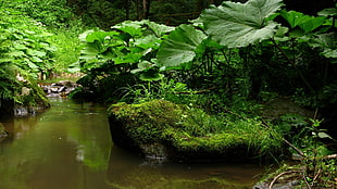 landscape photography of green leaf plants near body of water HD wallpaper