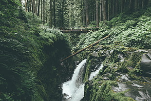 brown wooden bridge, river, forest, trees, nature