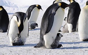 black-and-white penguins, animals, penguins, nature, birds HD wallpaper