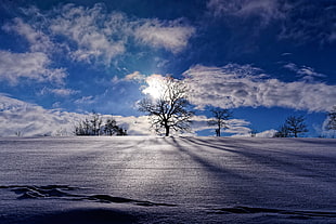 bare trees, landscape, nature, blue, sky