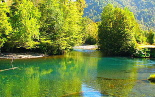 green pine trees, landscape, nature, Chile, river