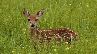 brown reindeer, animals, nature, deer, grass