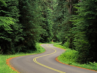 gray and yellow concrete road, nature, landscape, trees, forest