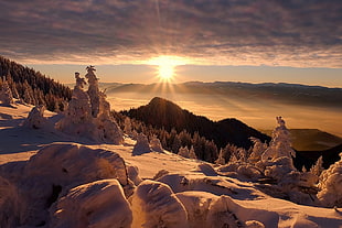 snowy mountain, landscape, nature, sunset, forest