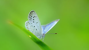 white and green bird print, butterfly