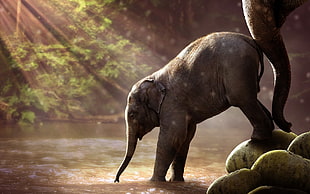brown elephant, nature, animals, elephant, baby animals HD wallpaper