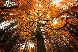 brown leafed tree, fall, nature, trees