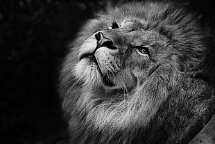 grayscale photography of a lion HD wallpaper