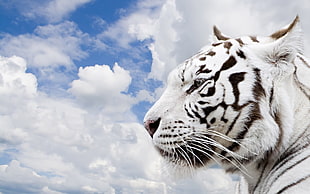 Albino tiger photo near white clouds