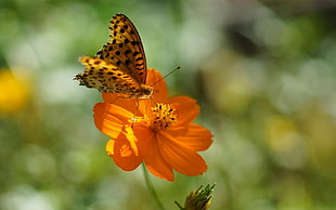 Gulf fritillary butterfly on orange petaled flower during daytime HD wallpaper