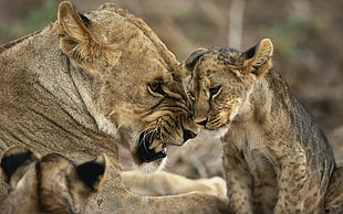 brown and black tabby cat, animals, cat, big cats, lion