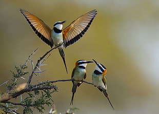 selective focus photography of three birds, kenya HD wallpaper