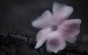 shallow focus photography of pink flower