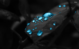 blue and silver beaded bracelet, selective coloring, water drops, plants HD wallpaper